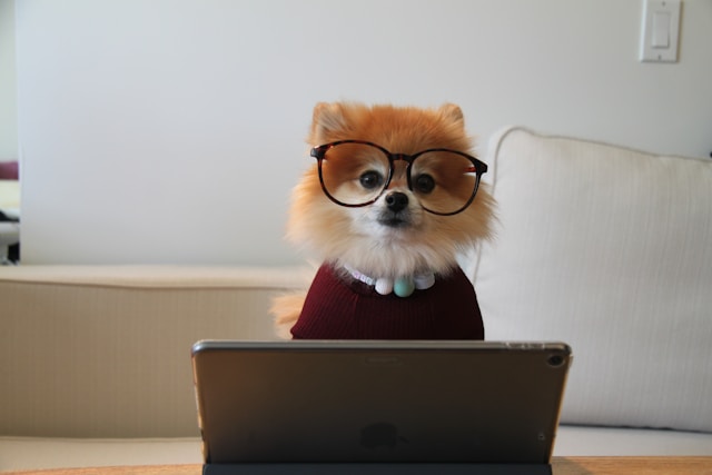 studying dog